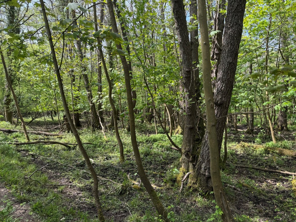 Lot: 86 - APPROX 1.75 HECTARES (4.3 ACRES) OF WOODLAND - Dense trees and overgrowth
